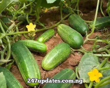 Why You Must Make Cucumber Part Of Your Daily Meal