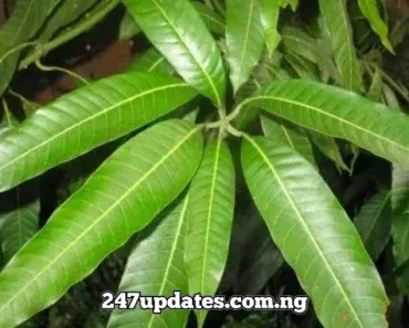 Medical Problems You Can Use Mango Leaves To Manage