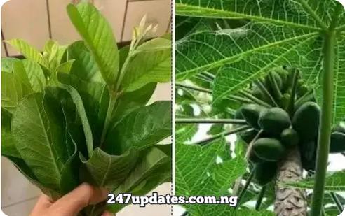 Boil Guava Leaves With 10 Pawpaw Leaves, Drink For Week To Solve This Health Problem