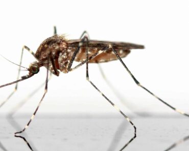 You don’t need to kill, the mosquito dies on its own within a few days